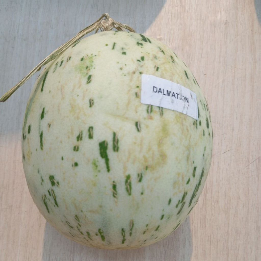 Melon Dalmation Segar berat 1kg (1000gram)