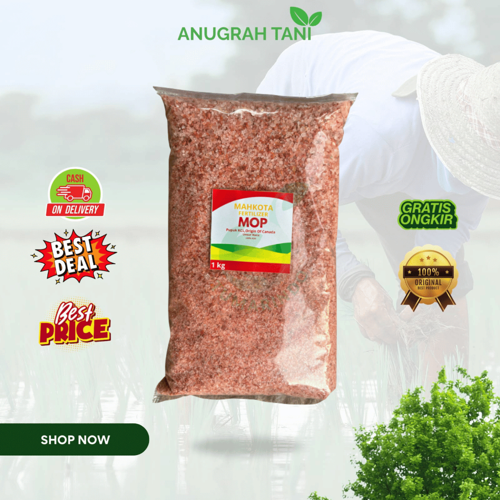 KCL MAHKOTA pupuk 1 Kg Meningkatkan Kualitas Panen
