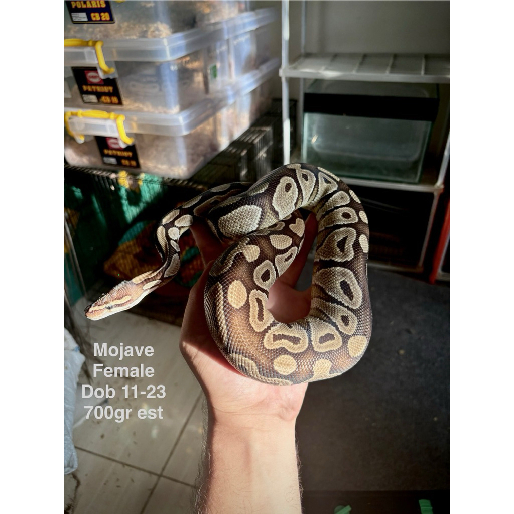 ball python mojave female