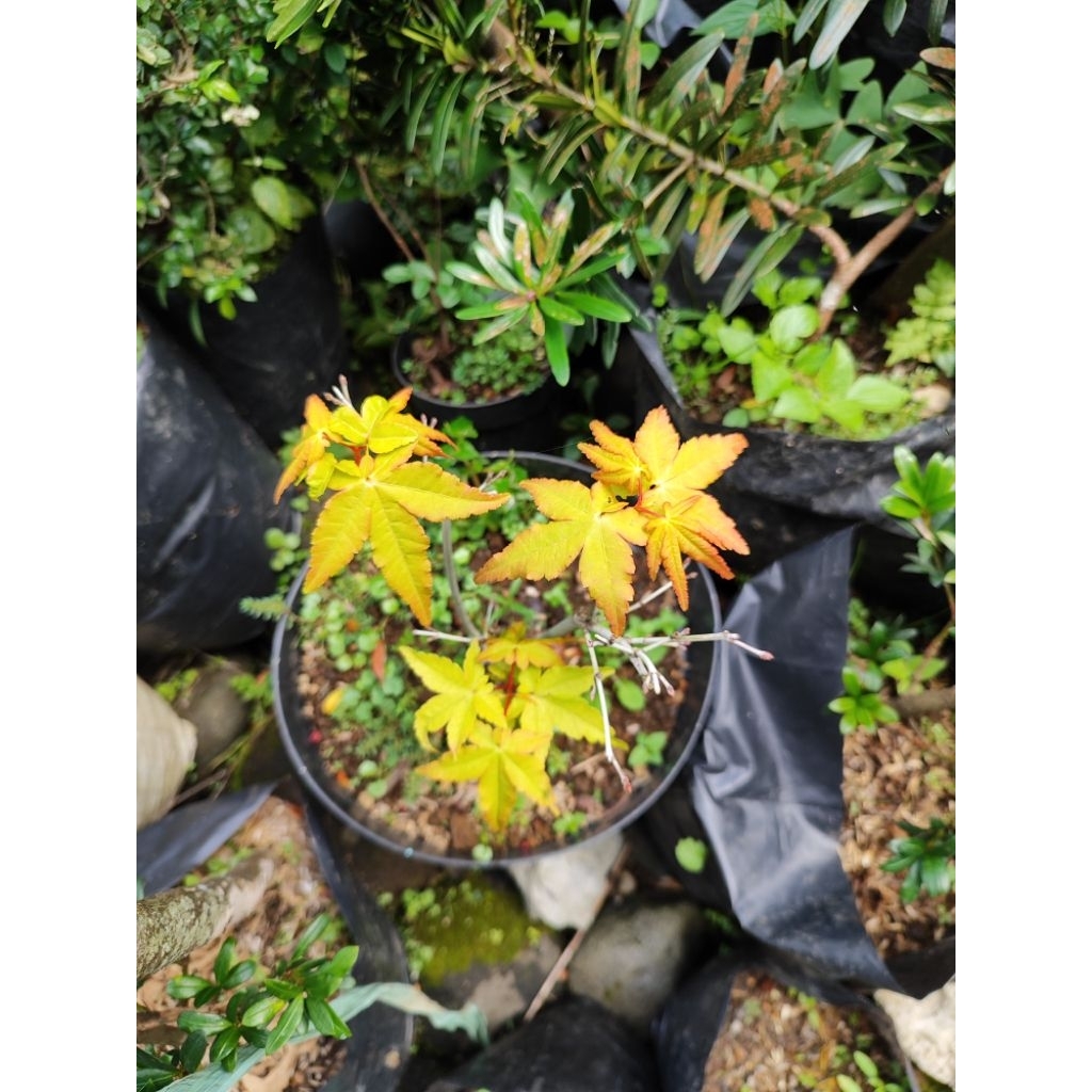 Pohon Japanese Golden Maple Katsura/ Pohon Maple Jepang