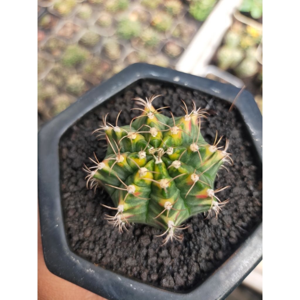 Gymno Miha Hybrid Variegata Rata