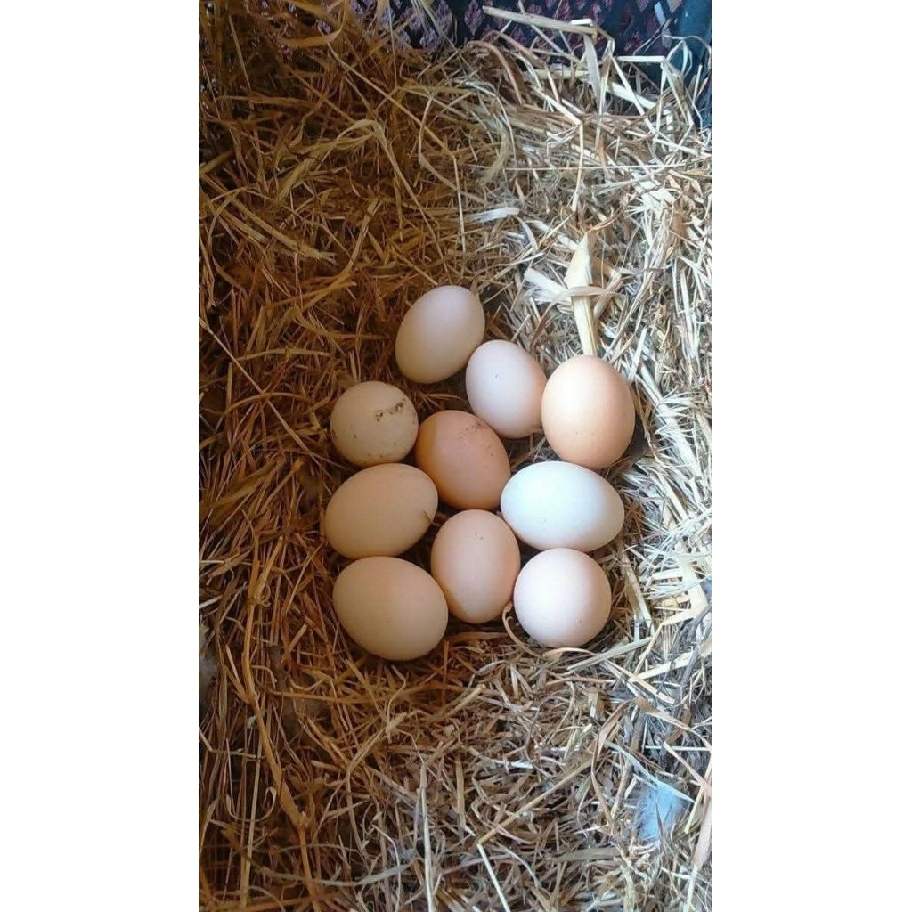 Telur ayam Bangkok isi 2 butir ekor lidi siap ditetaskan