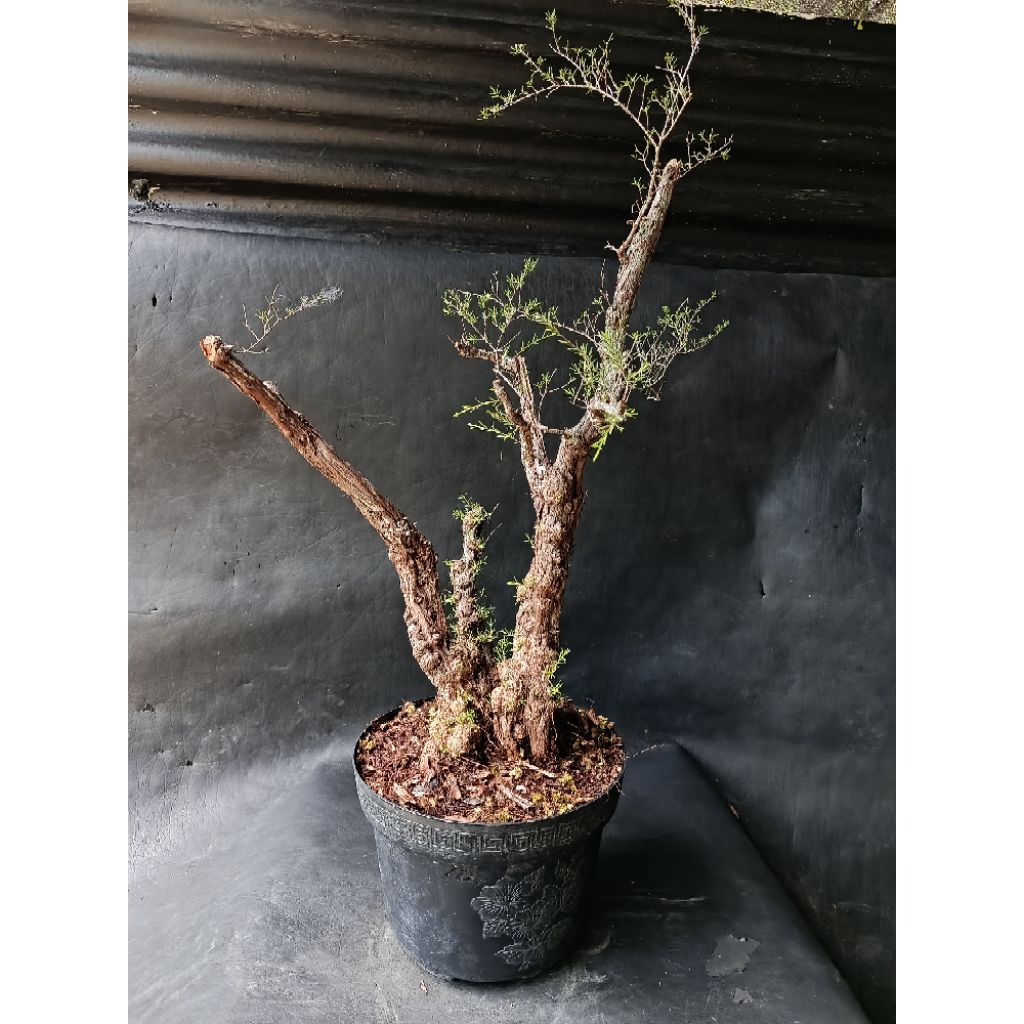 BAHAN BONSAI CUCUR ATAP /SAPU-SAPU subur