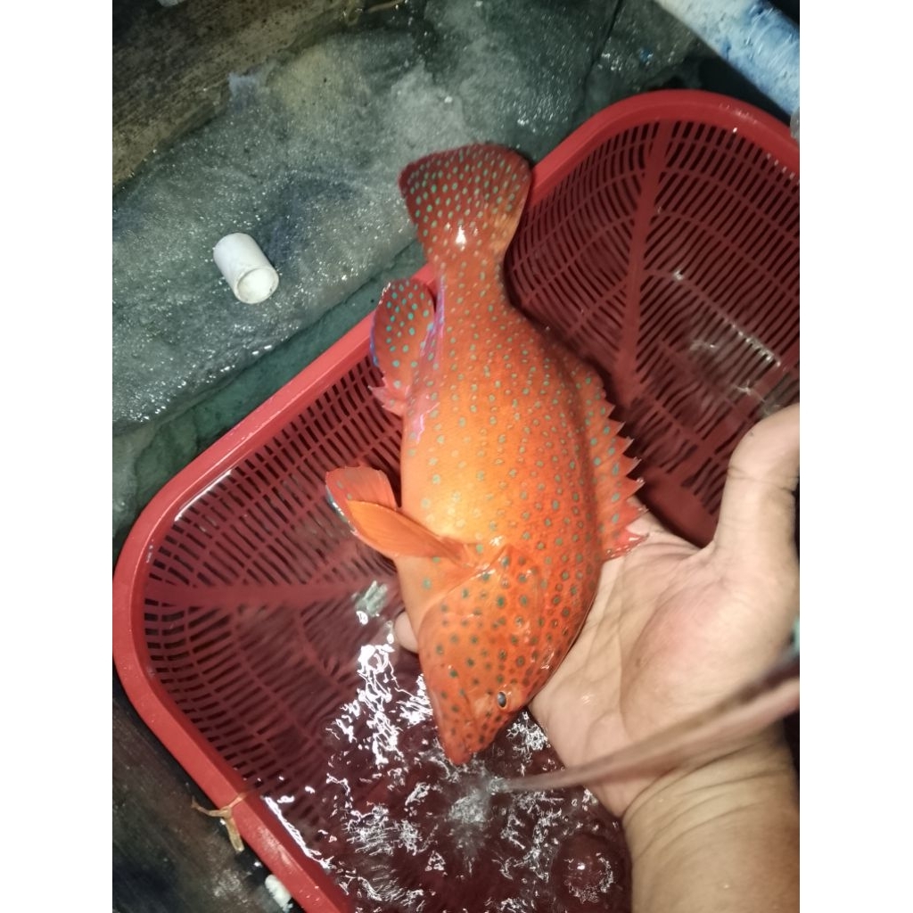 ikan hias laut kerapu merah jumbo