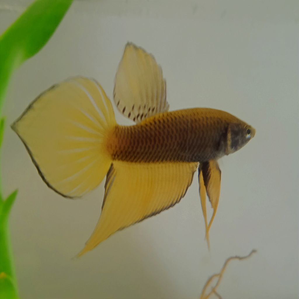 Wild Betta Splendens Yellow 100% SESUAI GAMBAR