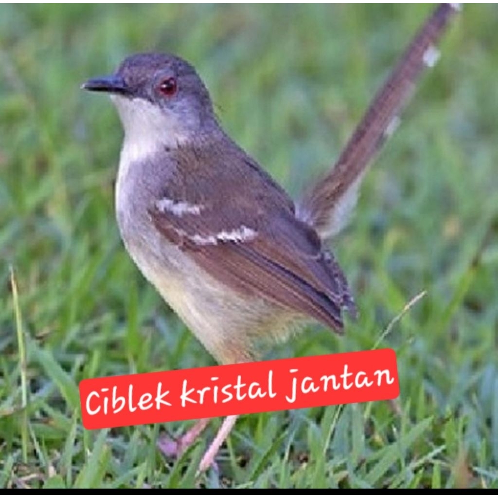 ciblek kristal rawatan