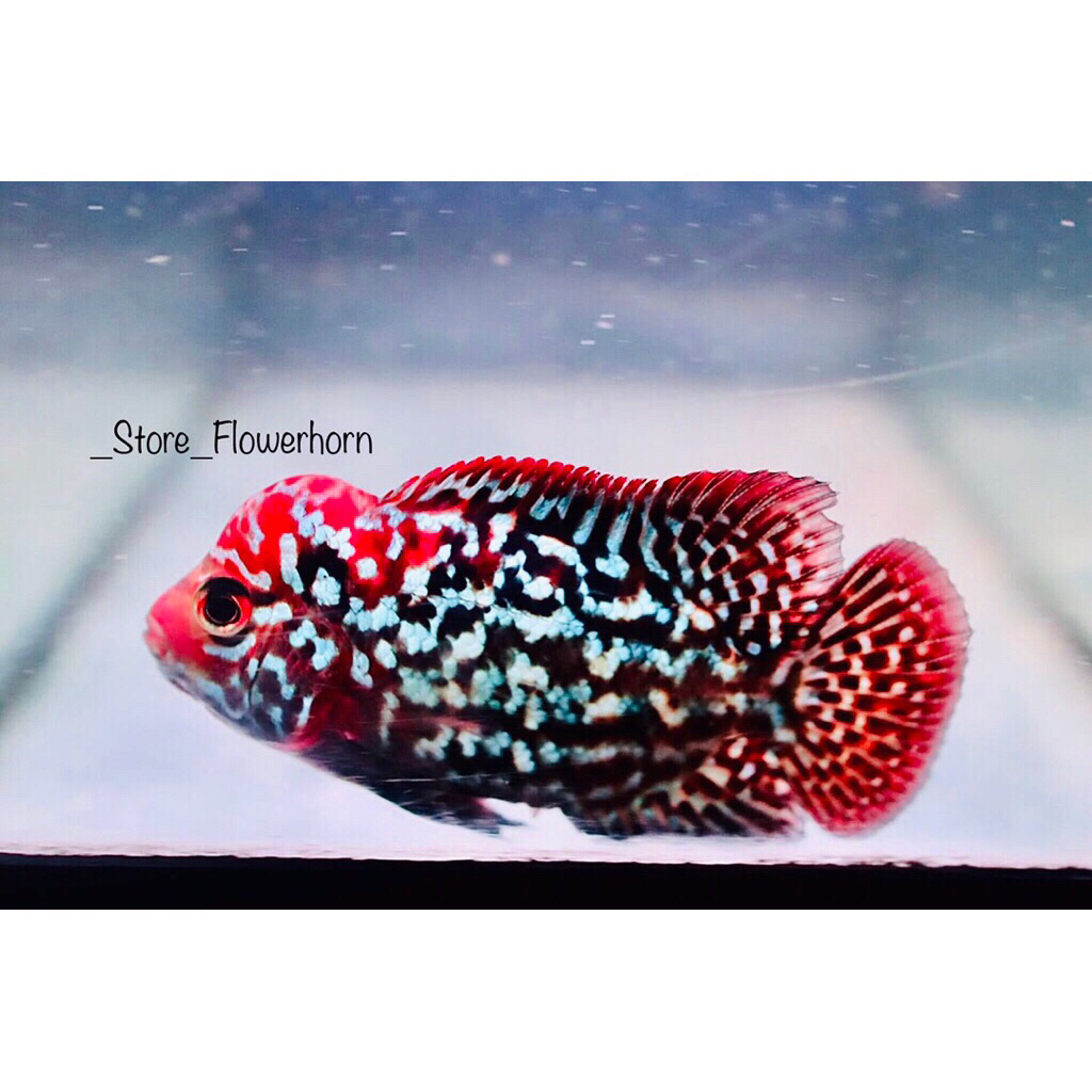 Burayak Louhan Kamfa F2/Redking/F2Black Thailand (Paket 3Ekor) thailand