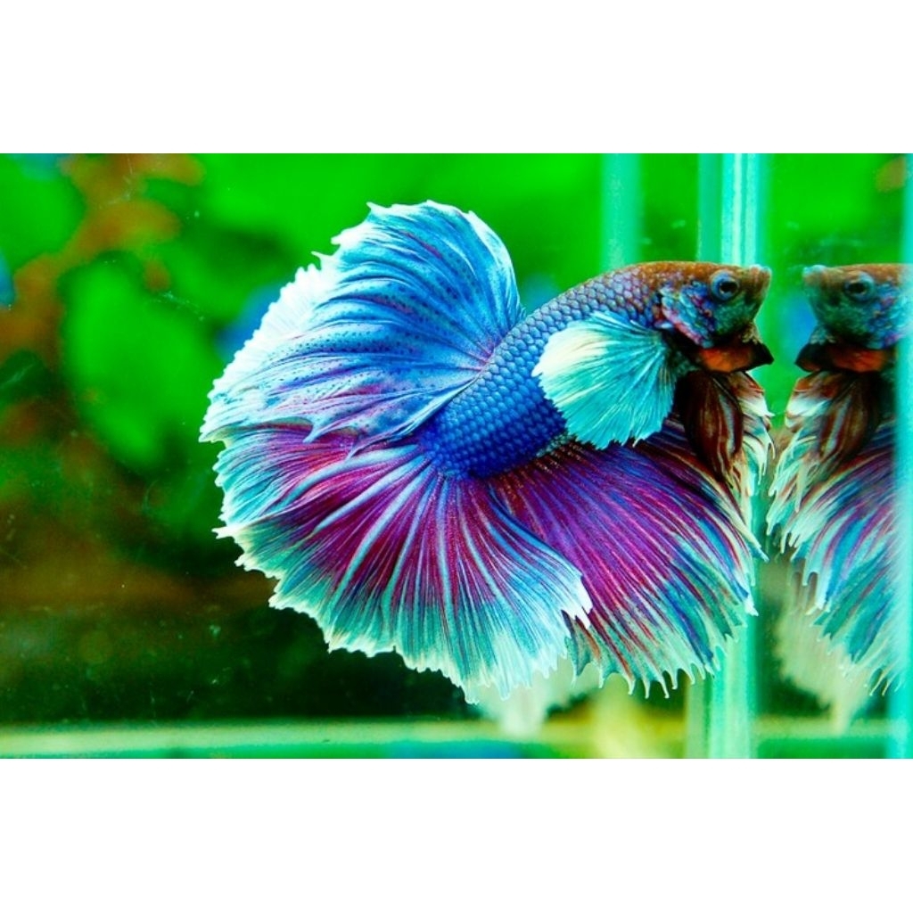 (PROMO) Halfmoon Male Rosetail BIG / DUMBO Ear Jumbo