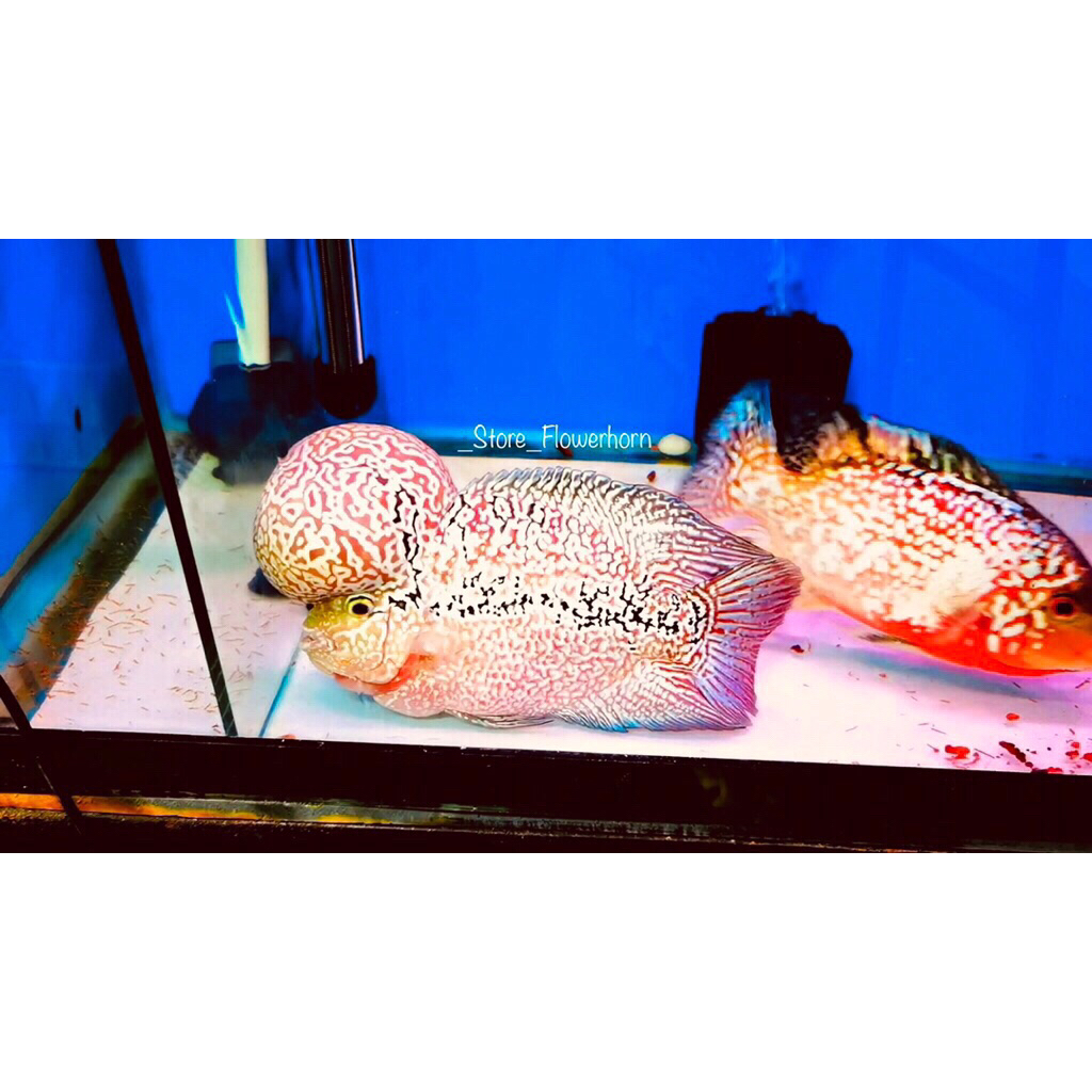 Burayak Louhan SRM (Super Red Magma) Thailand