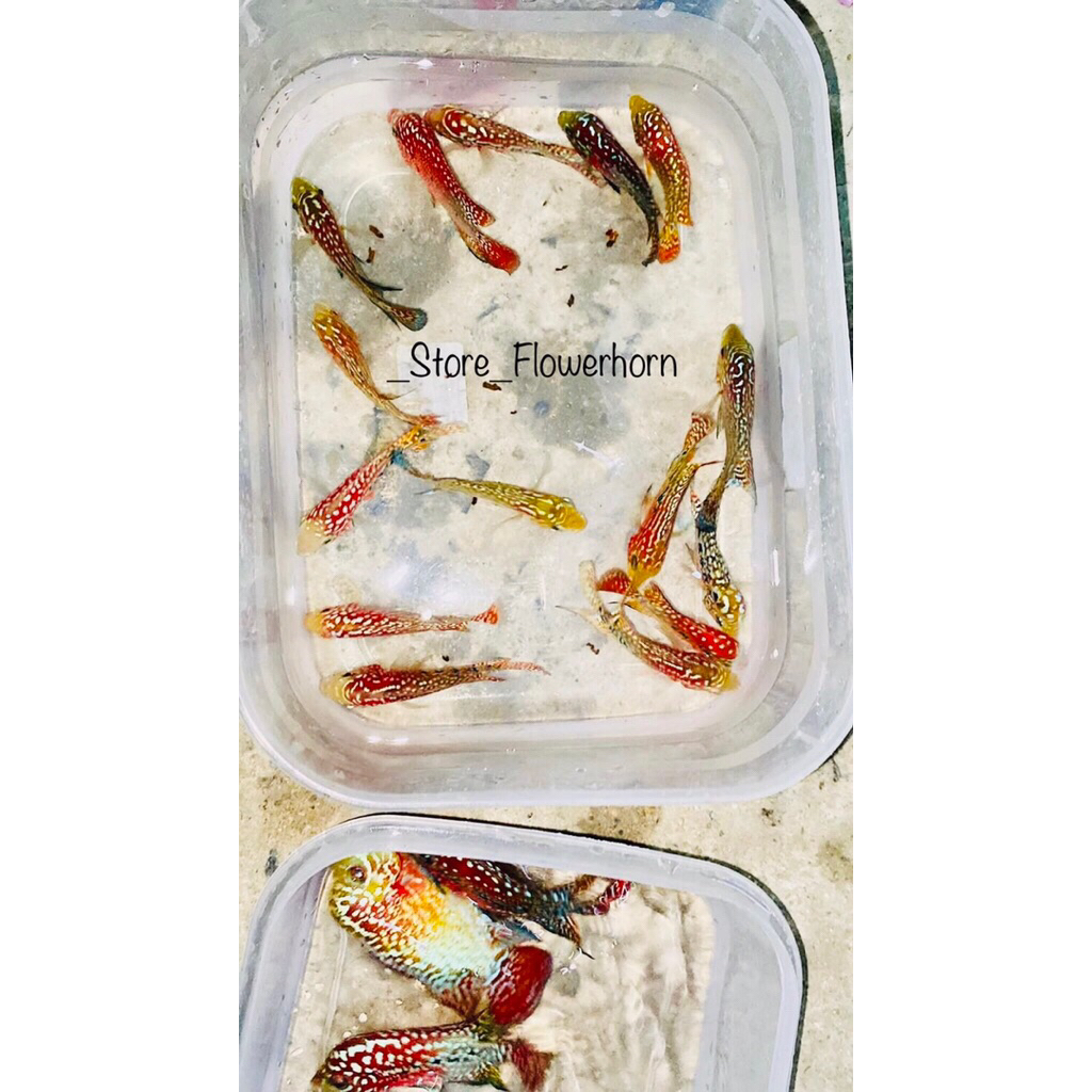 Burayak Paket 3Ekor Burayak Louhan GB/GB FreeMarking/GB Big head thailand