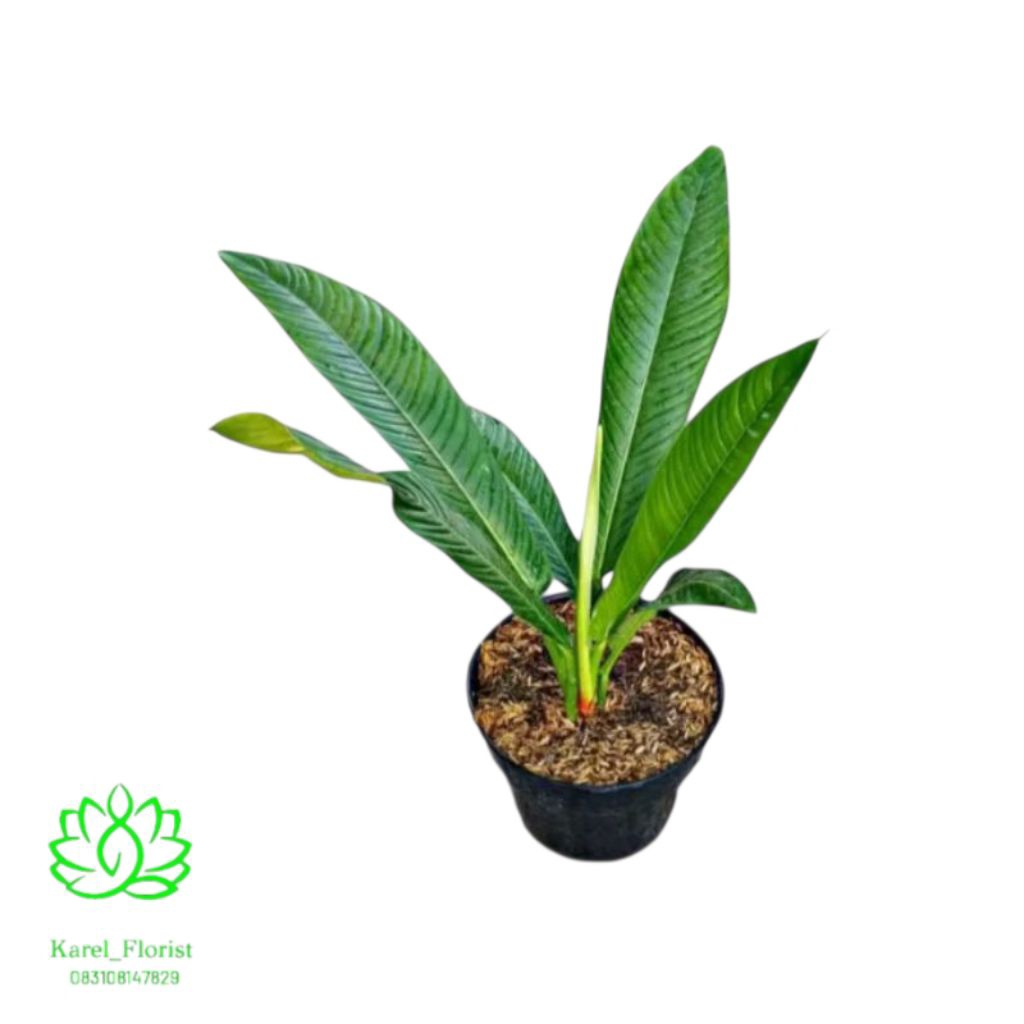 Tanaman hias philodendron Rinet