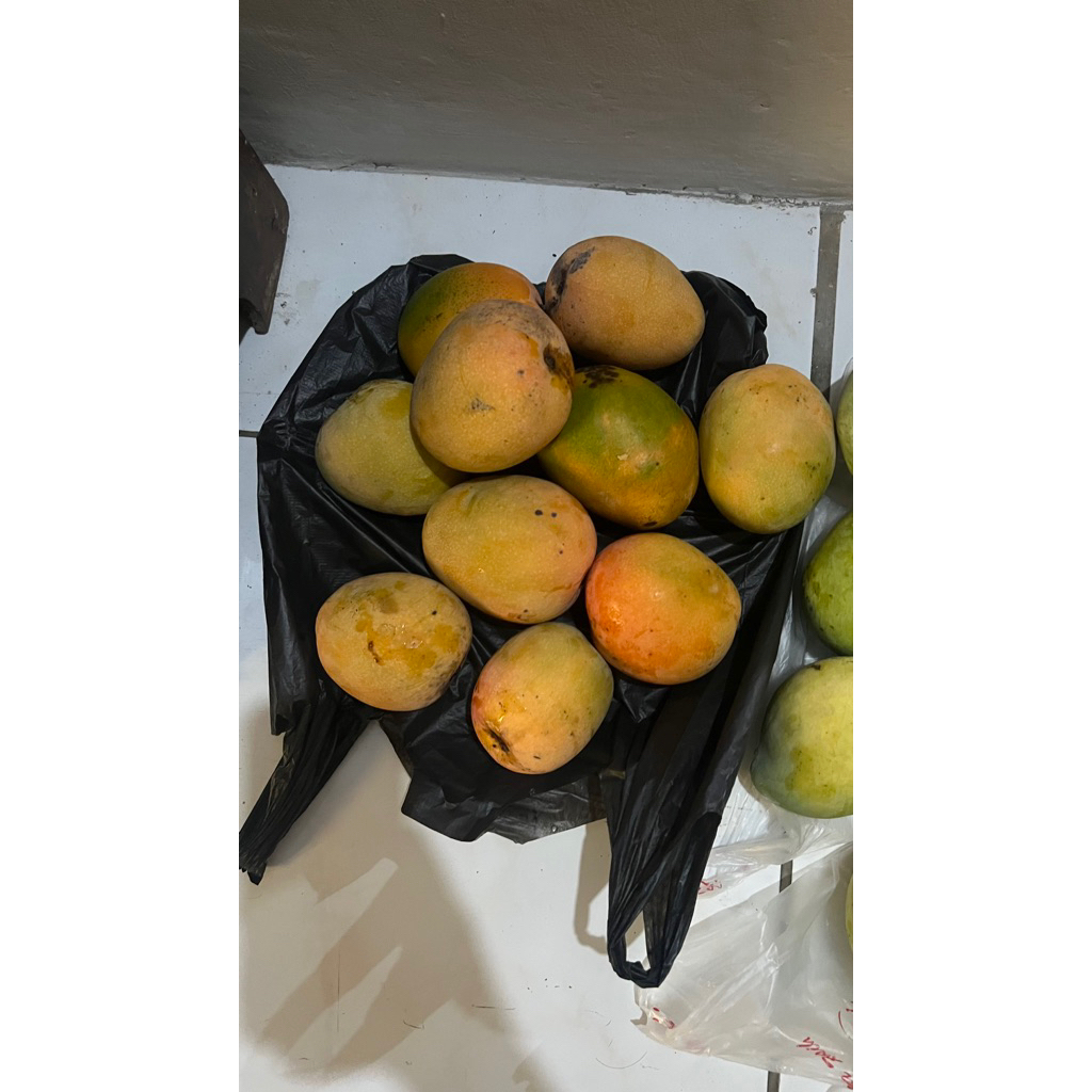Mangga Gedong Gincu Asli indramayu
