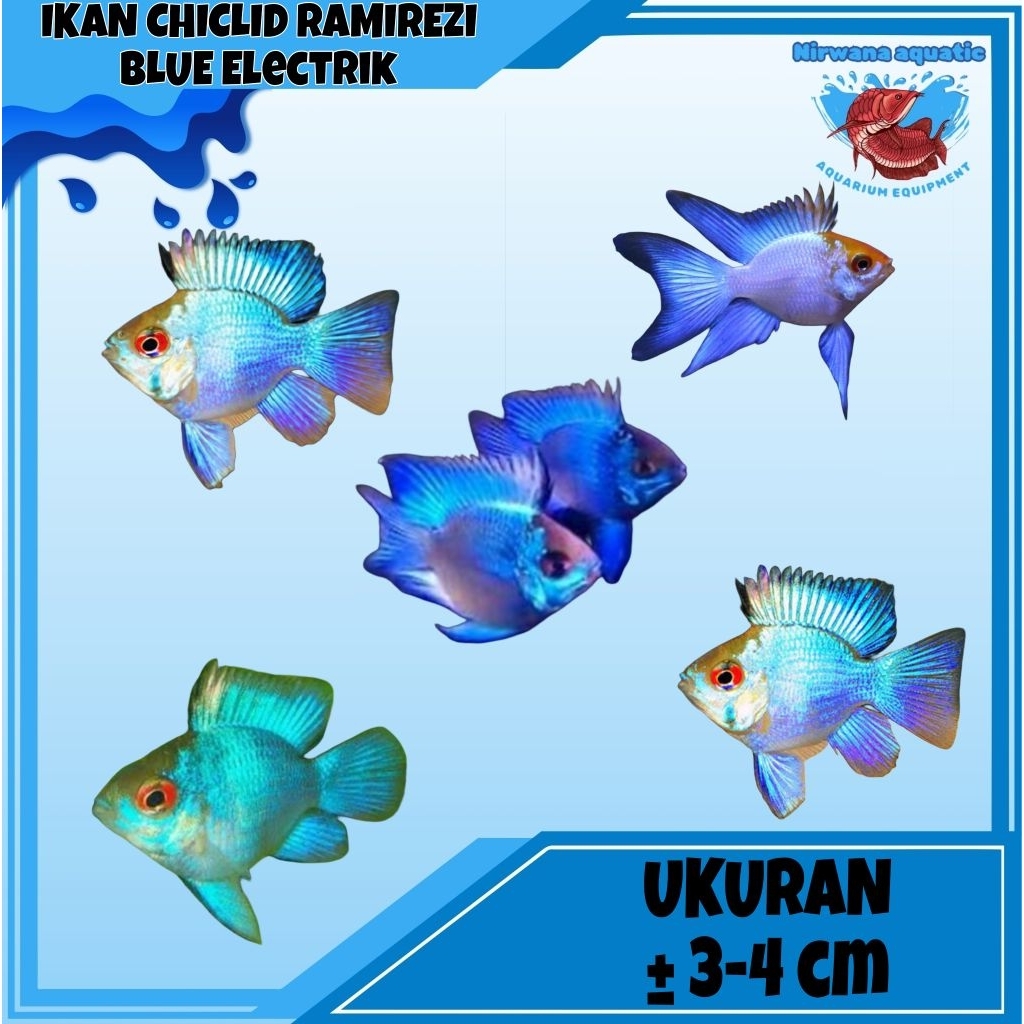 (INSTAN) IKAN CICHLID - RAMIREZI BLUE ELEKTRIK | UKURAN ± 3-4 CM