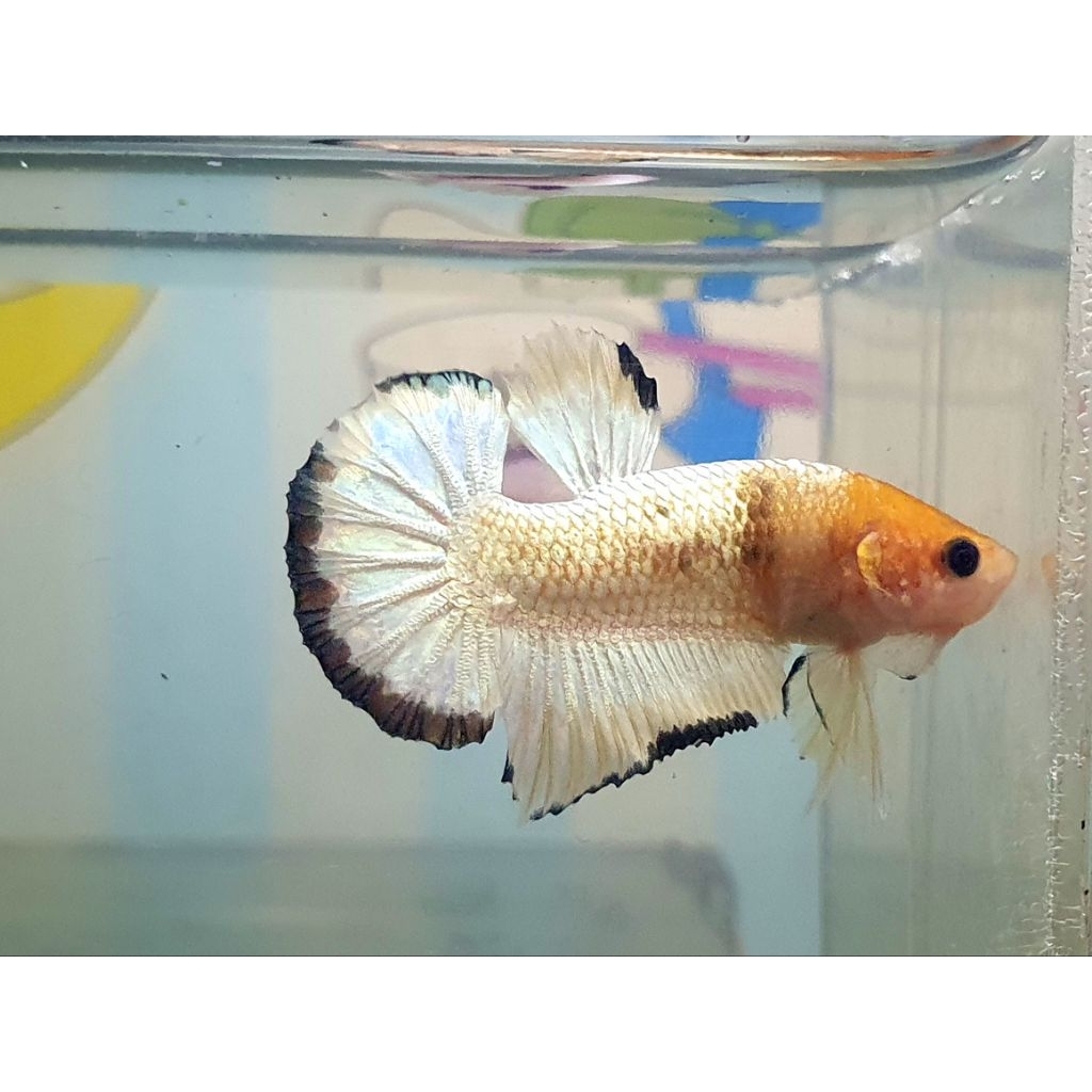 plakat fccp yellow head banding realpict