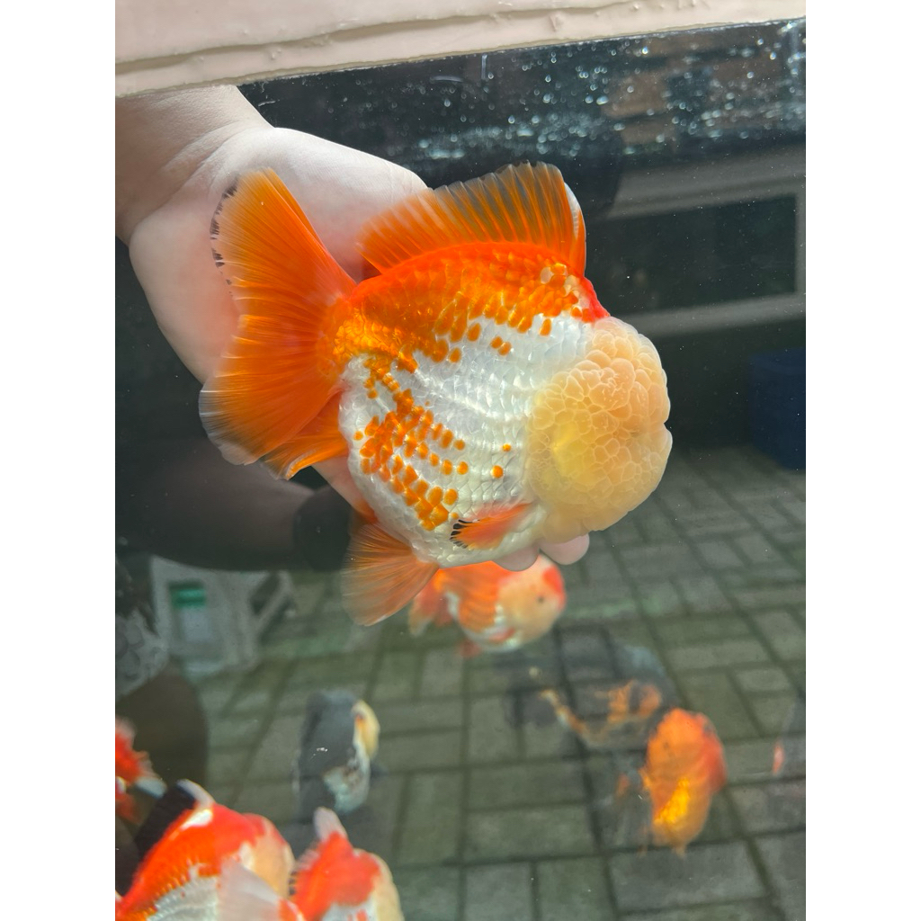 Oranda Short Tail