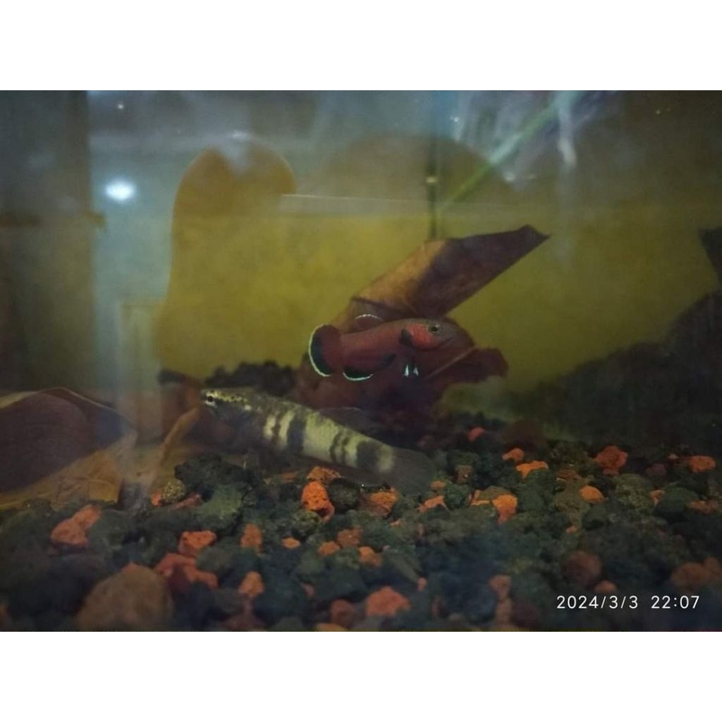 Wild Betta Channoides