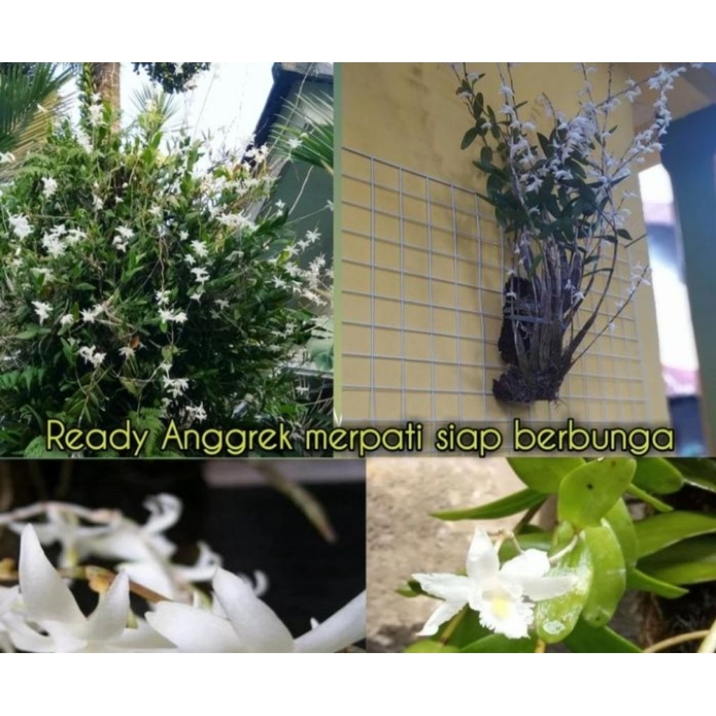 TANAAN HIAS HIDUP ANGREK MERpaTI SIaP BERBUNGA