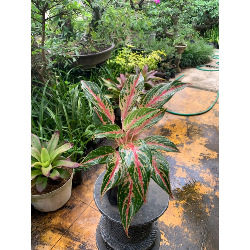 aglonema butterfly / aglonema / tanaman hias aglonema butterfly