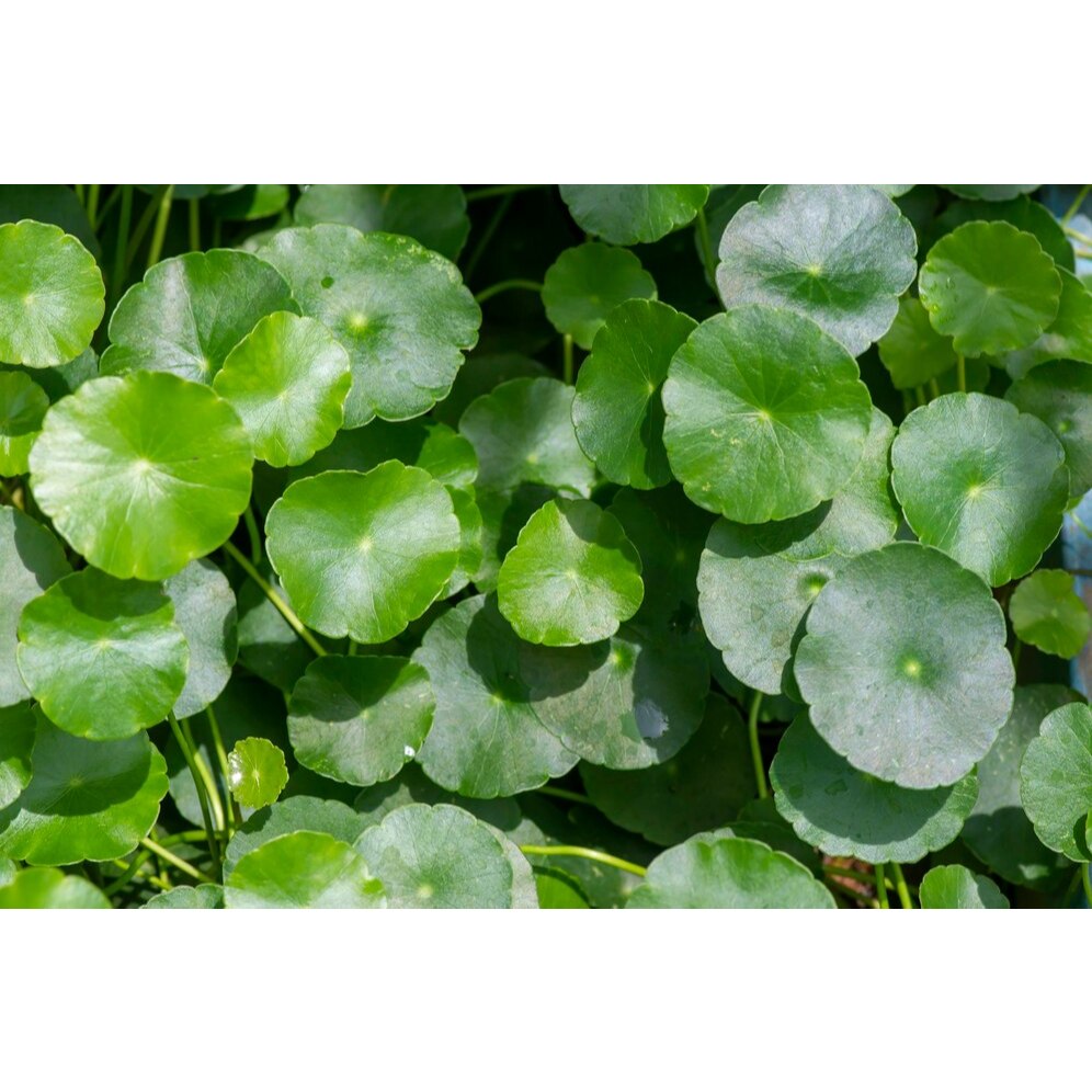 Ramuan Keluhan SASAKA