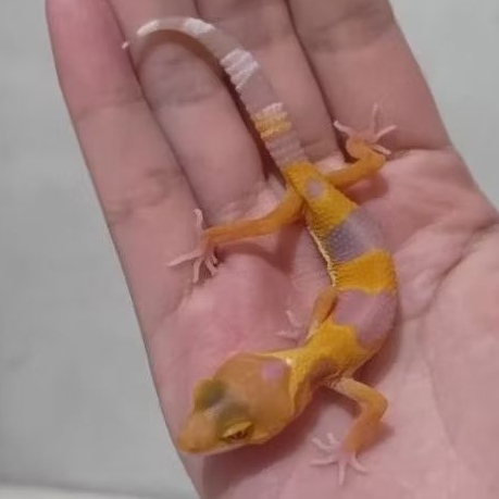 Custom Order Gecko Sunglow ( SUN 25-6 )