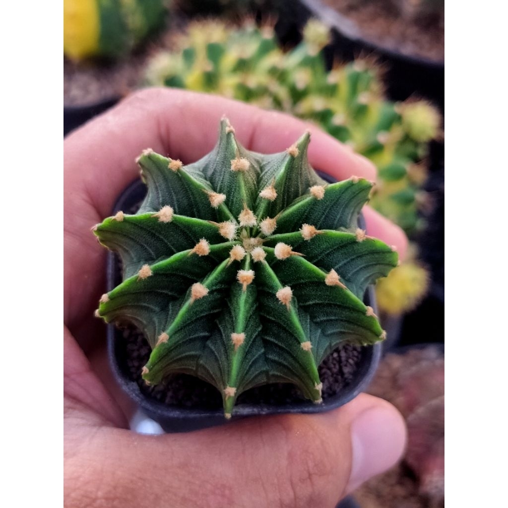 LB 2178 AQUADOLGE//LB 2178 ORI//GYMNOCALYCIUM FREDRICHI LB2178 ORI//DI POT 5CM//11 RIBS//SEEDLING//S