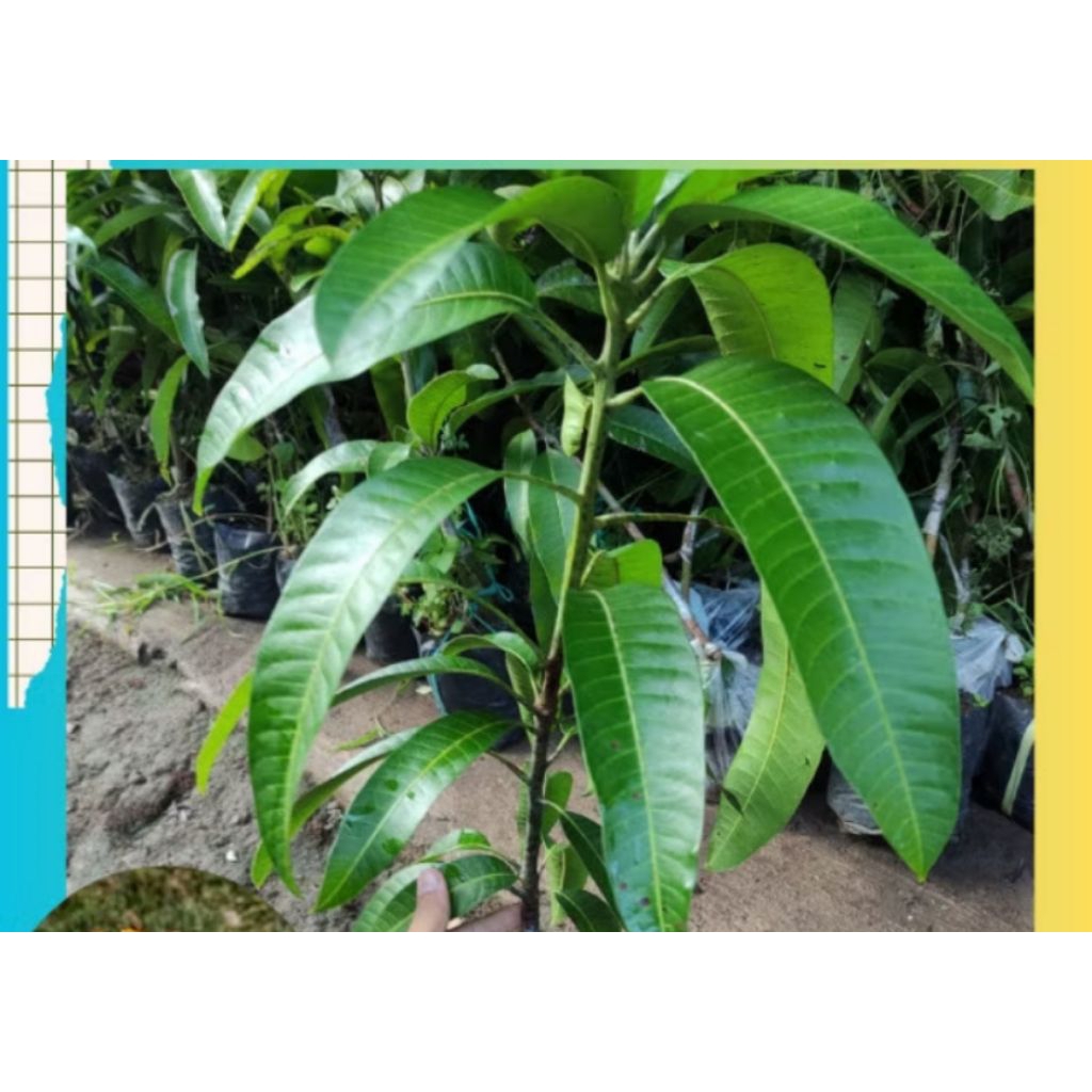 bibit mangga manalagi cepat berbunga