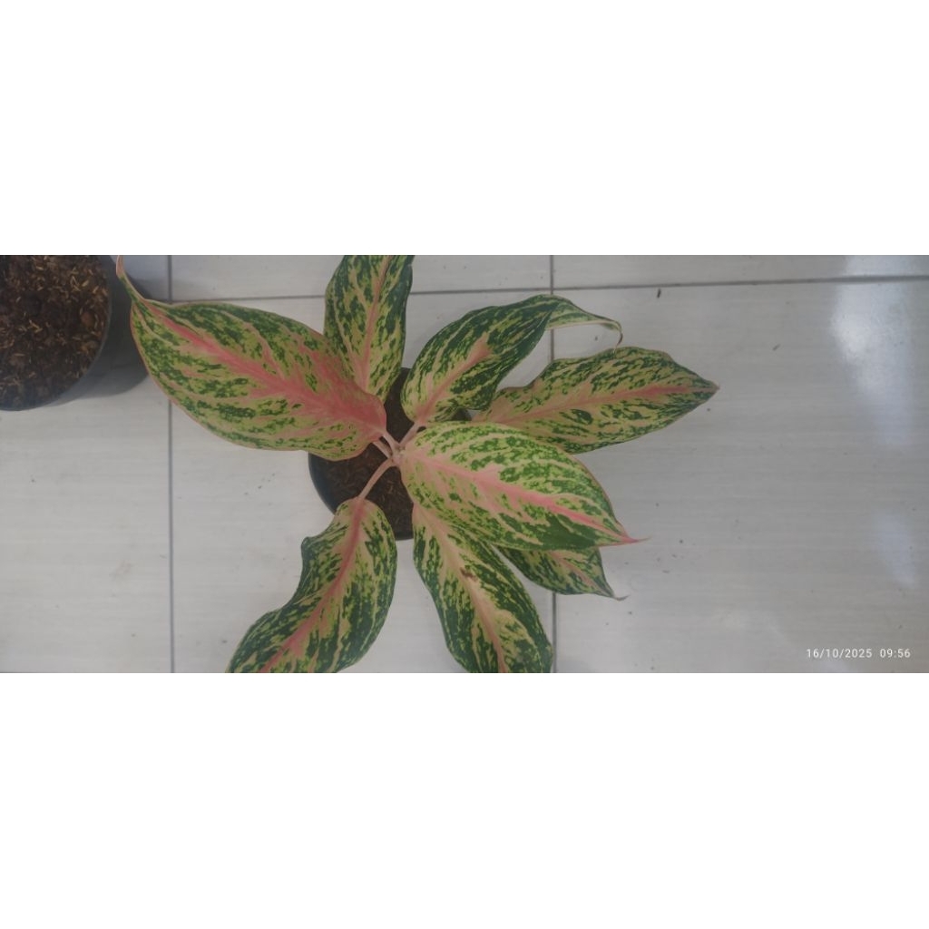 Aglonema Butterfly, rotundum, kochin brown, red Kochin, lipstik merah, Flaminggo