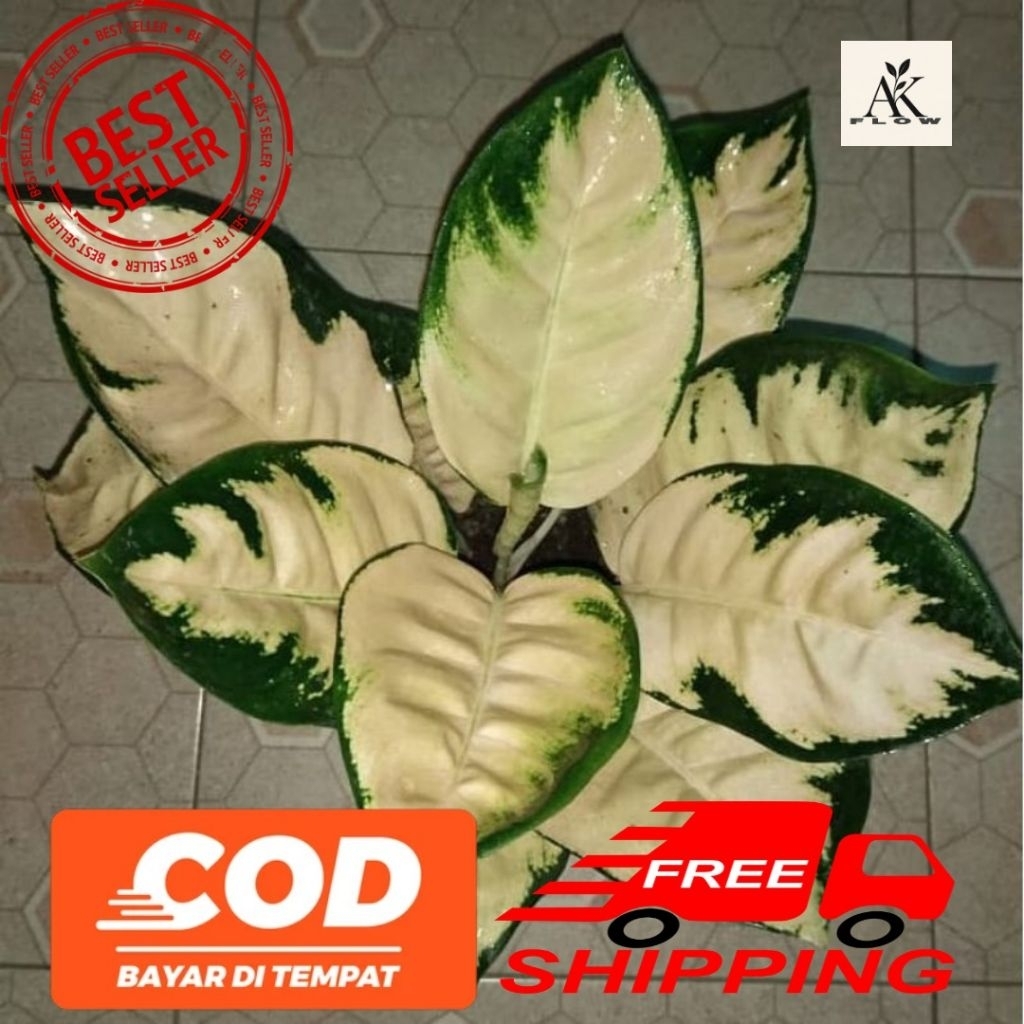 Tanaman hias aglonema kochin escada rimbun remaja / aglonema escada