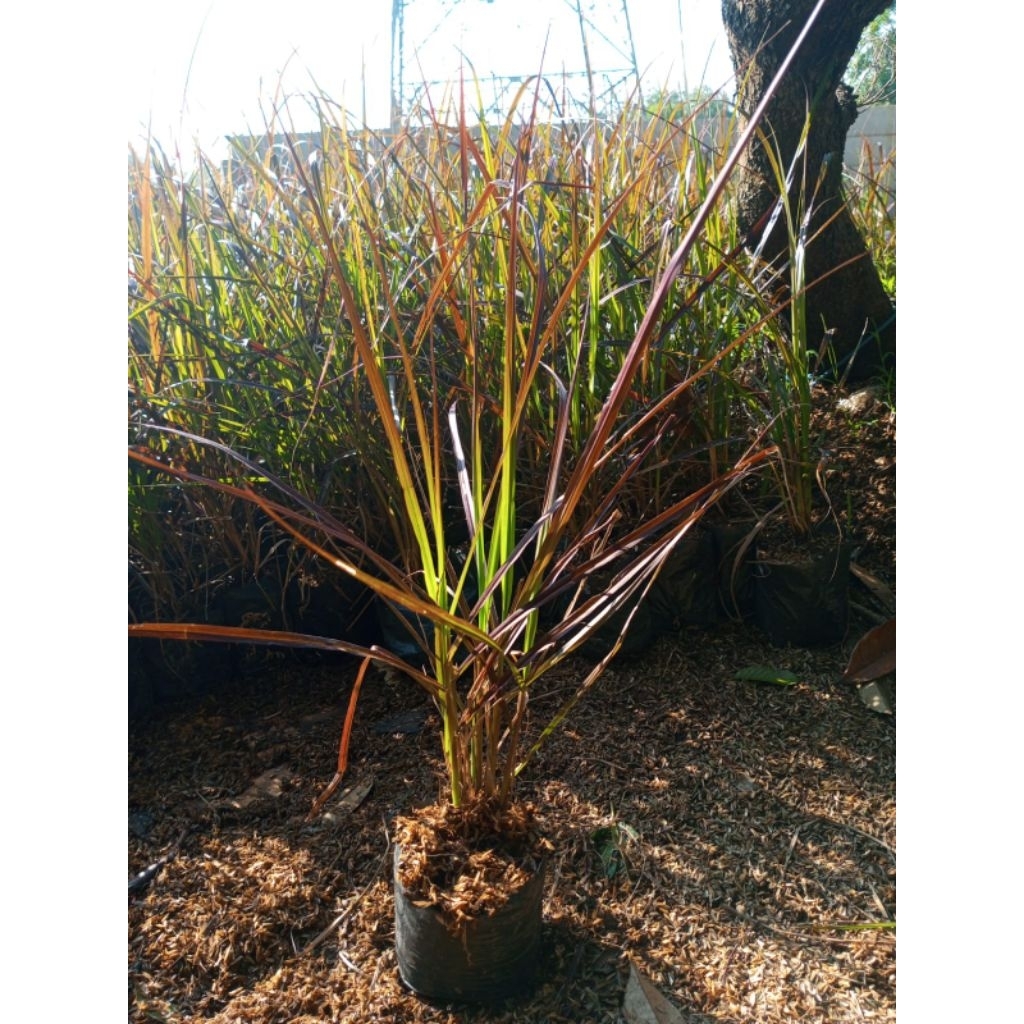 tanaman hias Ilalang merah