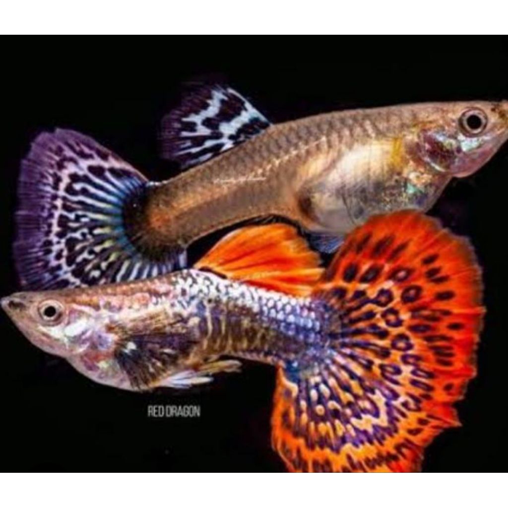 hiasan aquarium paketan sepasang guppy black cobra