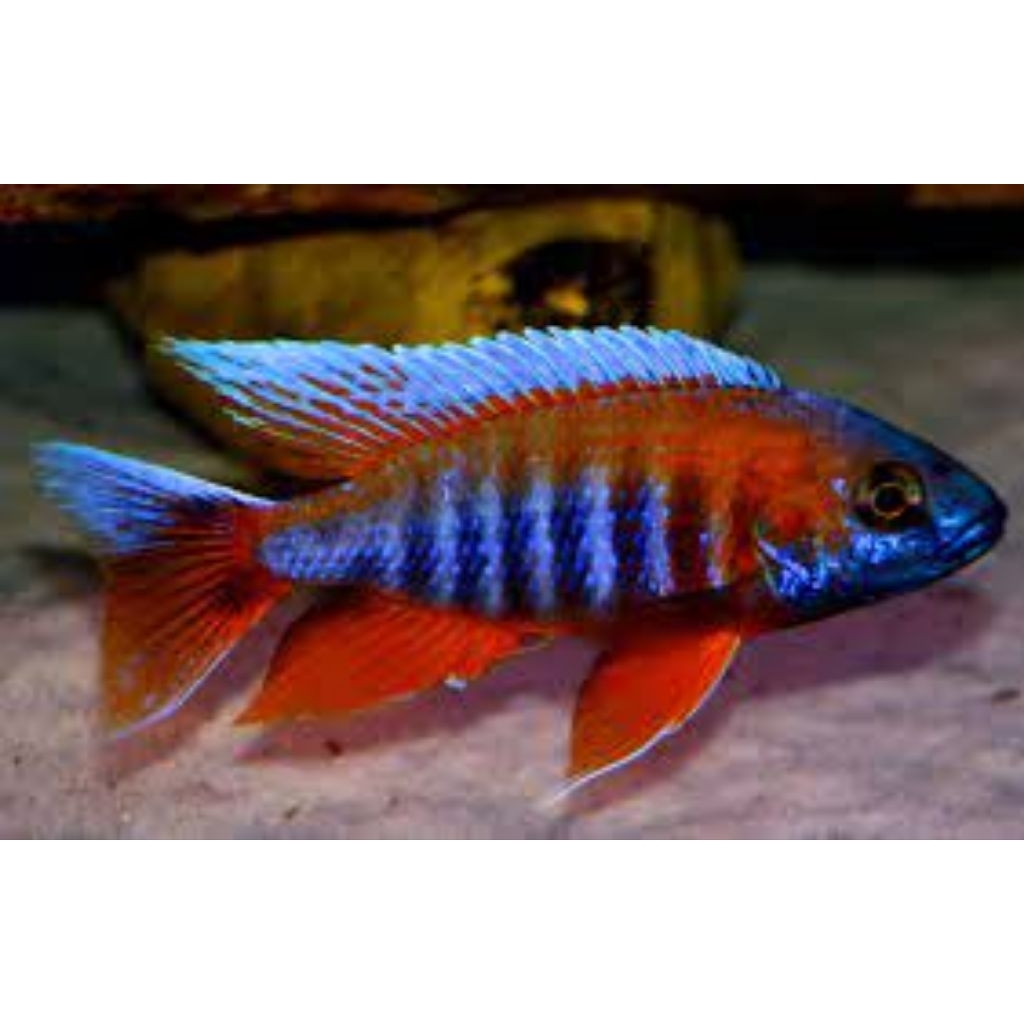 jual aulonocara peacock eureka  jacobfreibergi cichlid malawi 5-6cm