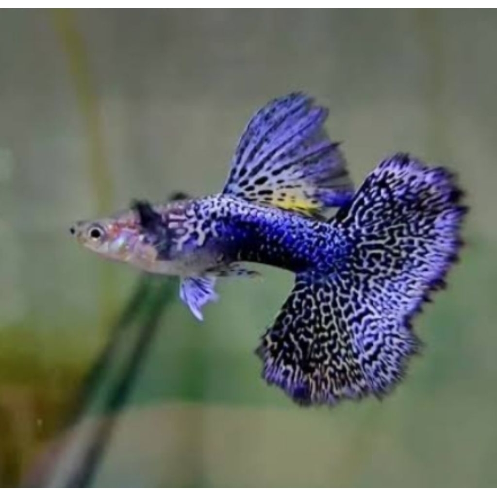 cairan pewangi Guppy blue dragon hm 1pasang
