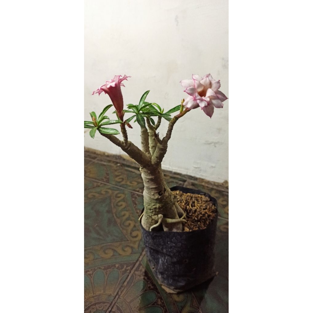 Adenium ID Candik Ayu Star Sudah Berbunga - Bunga Tumpuk