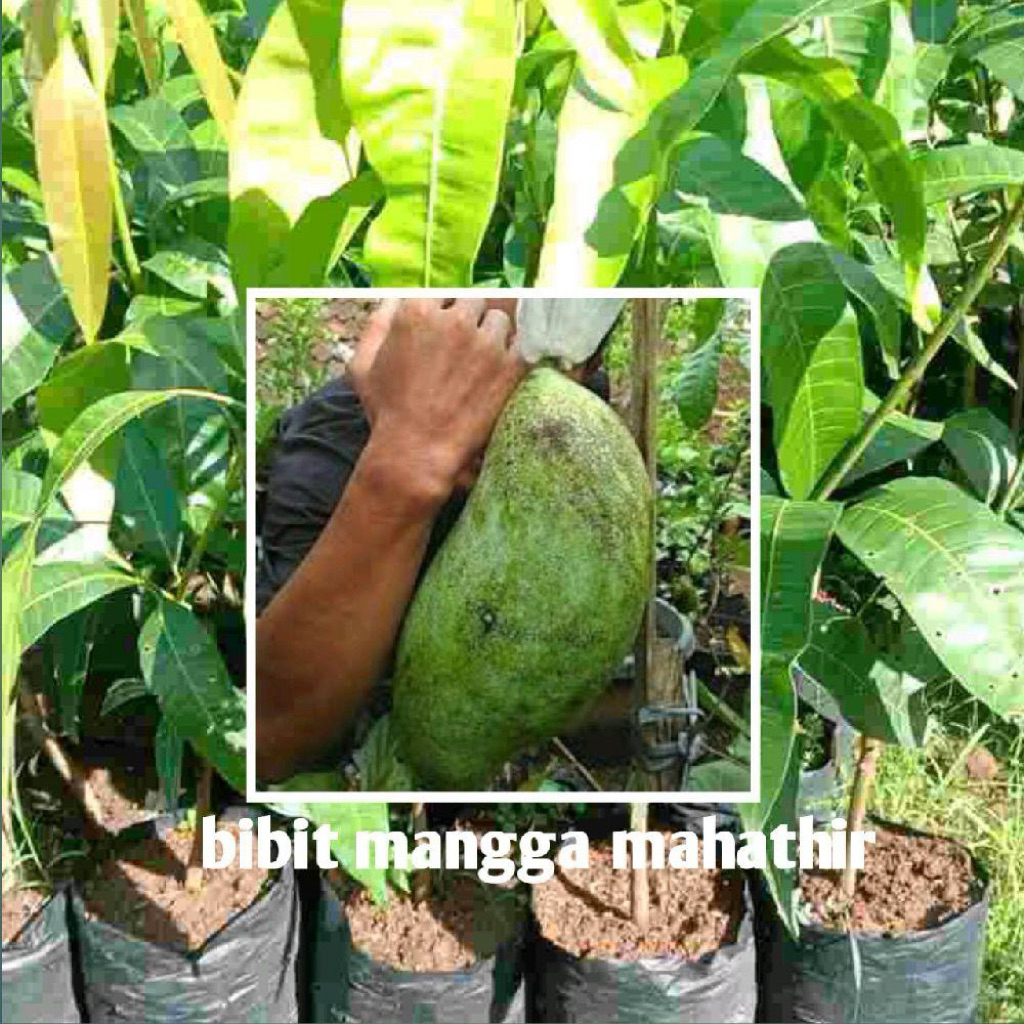 bibit mangga mahatir jumbo