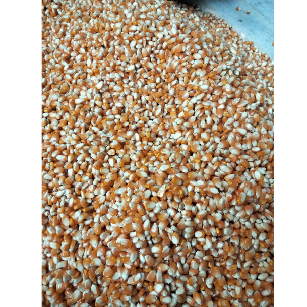 JAGUNG KERING | JAGUNG HIBRIDA 1KG