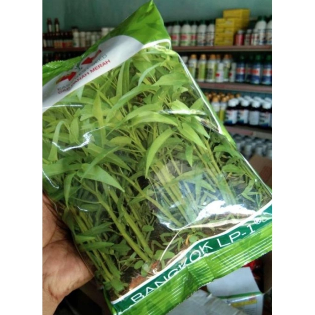 Bibit Unggul Kangkung Bangkok LP-1 Benih Cap Panah Merah Repack 100 gram |Ikan Hias Bozz Louhan|