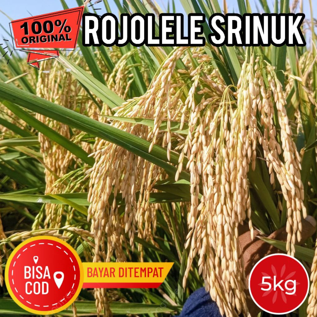 Benih Padi Unggul ROJOLELE SRINUK Super Kemasan 5Kg Kualitas Unggul