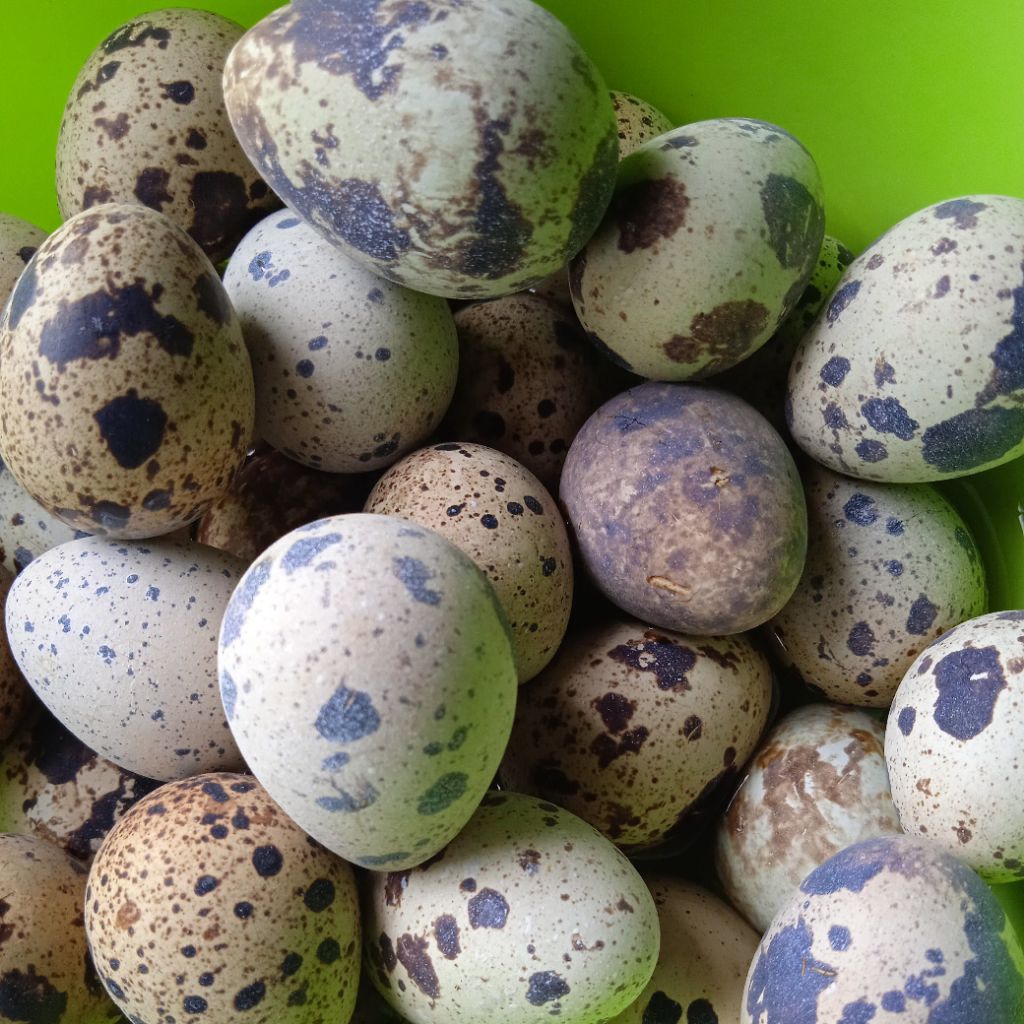 PROMO telur puyuh MATENG 30 butir KHUSUS INSTANT