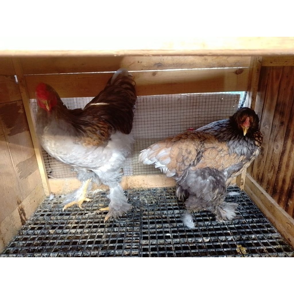 Ayam Brahma Indukan Sepasang