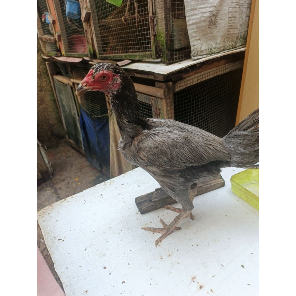 Betina Bangkok KLASIK umur 7 Bulan [PROMO CUCI KANDANG]