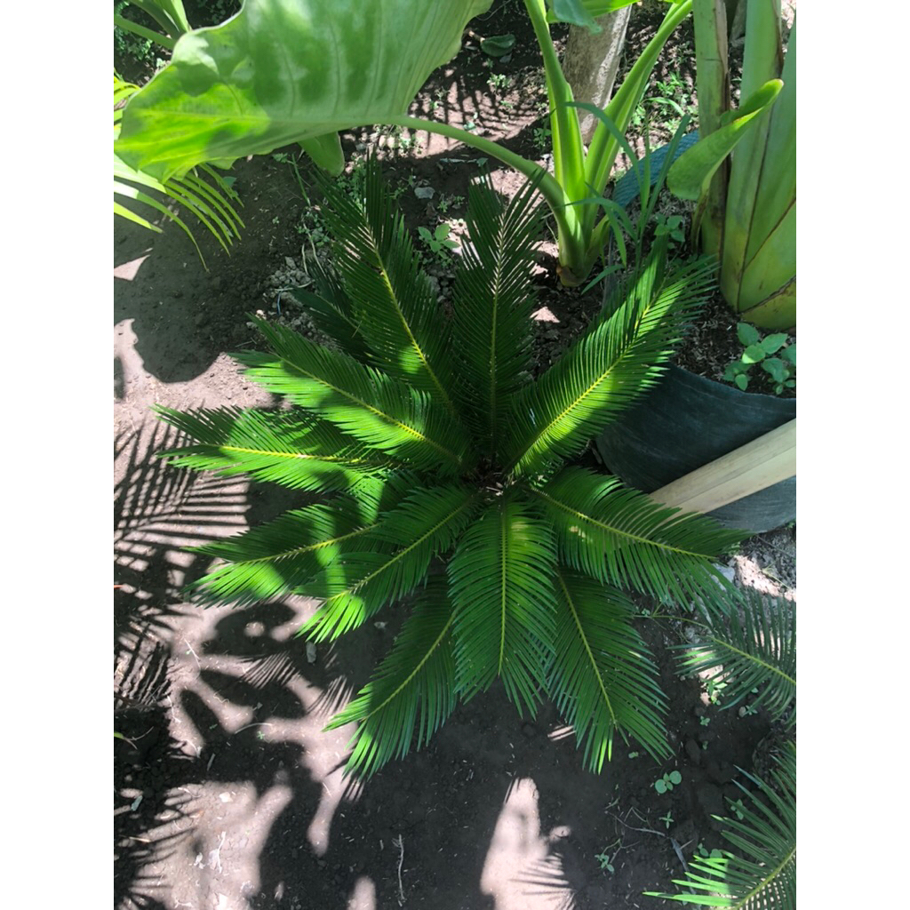 Tanaman Hias Bahan Taman Outdoor - Palem Sikas (Mawar Jambe) | Godong Jawi