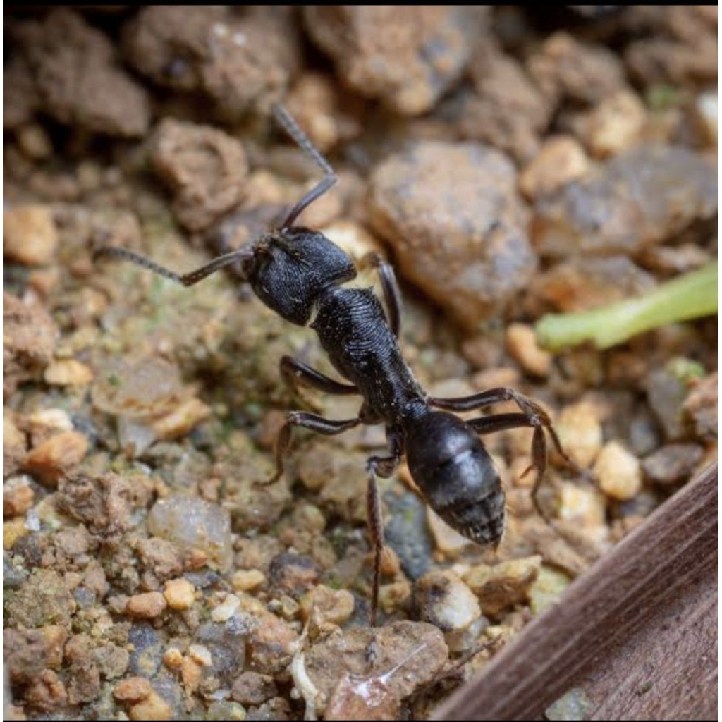 Odontoponera Denticulata Colony | Ant Colony Odontoponera | Ant Queen Odontoponera | Ratu Semut Odon