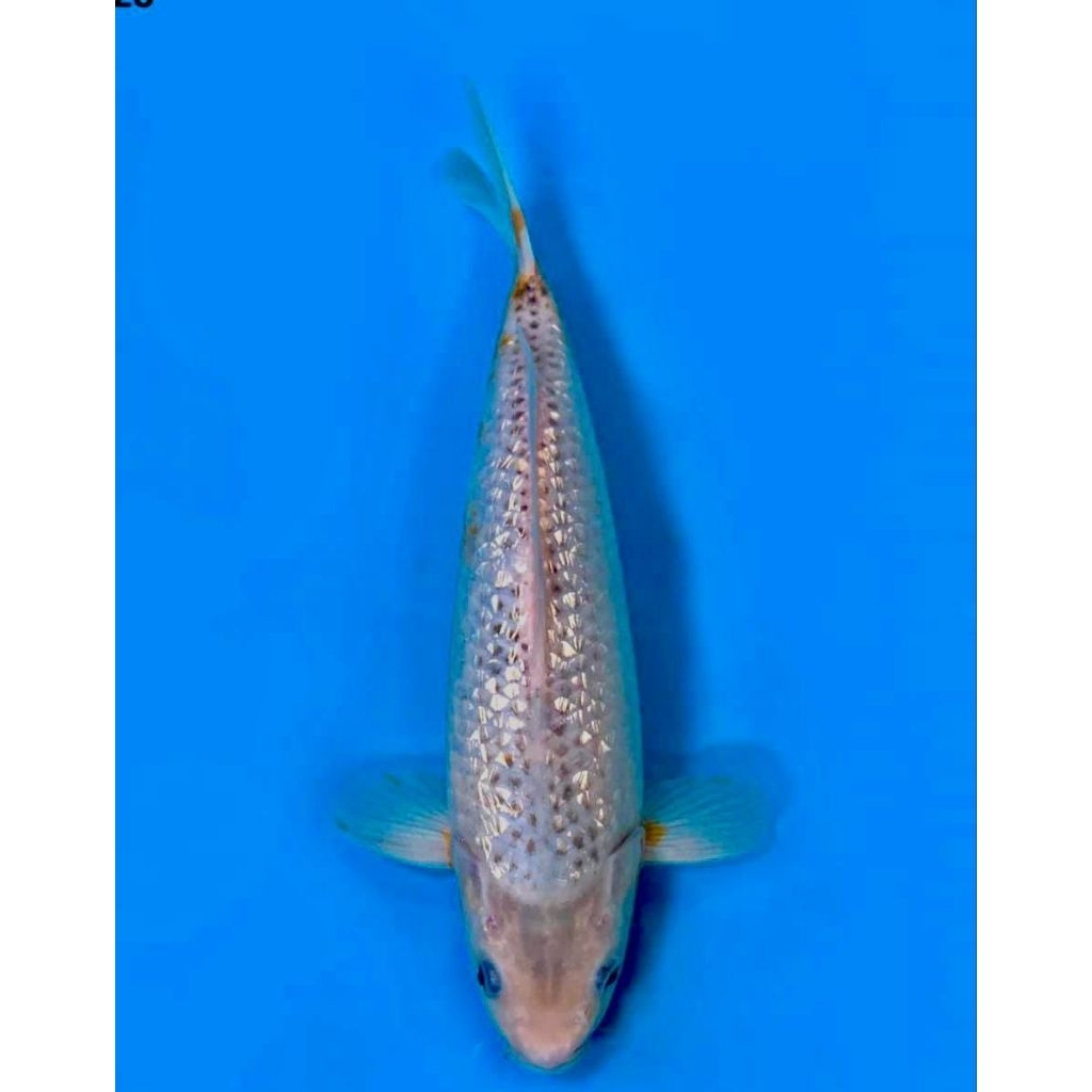 koi asagi ginrin ogata F1 size 28cm