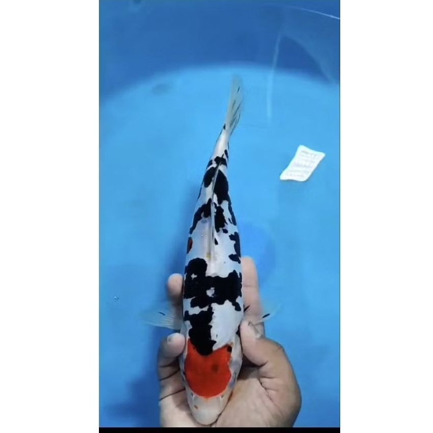koi showa doitsu size 29cm