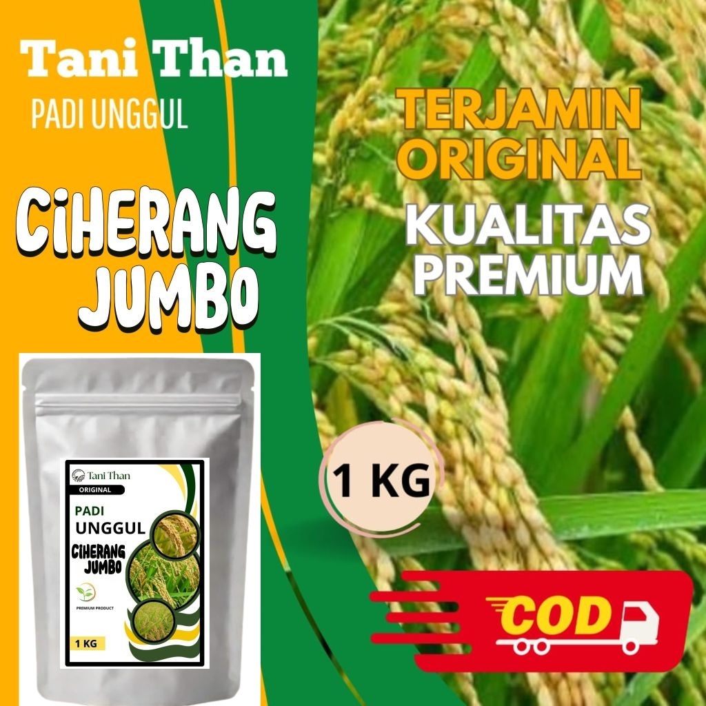 Benih Padi Ciherang Jumbo 1 kg
