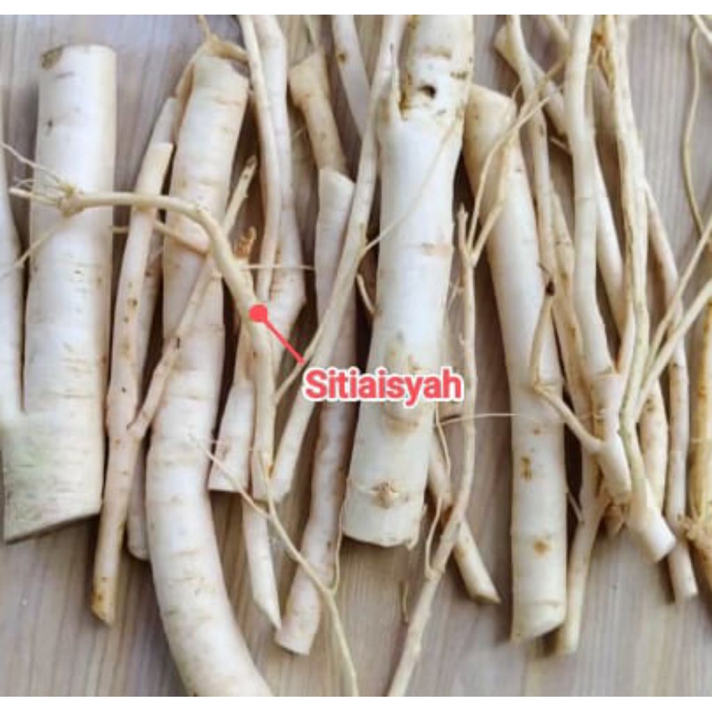 Akar pepaya ungu pepaya wulung segar 500 gram organik