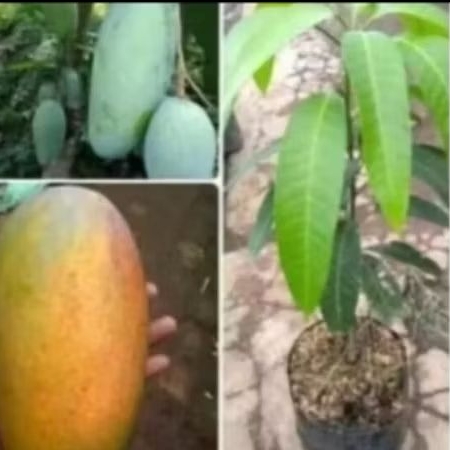 bibit buah mangga kiojay tinggi -+1 meter