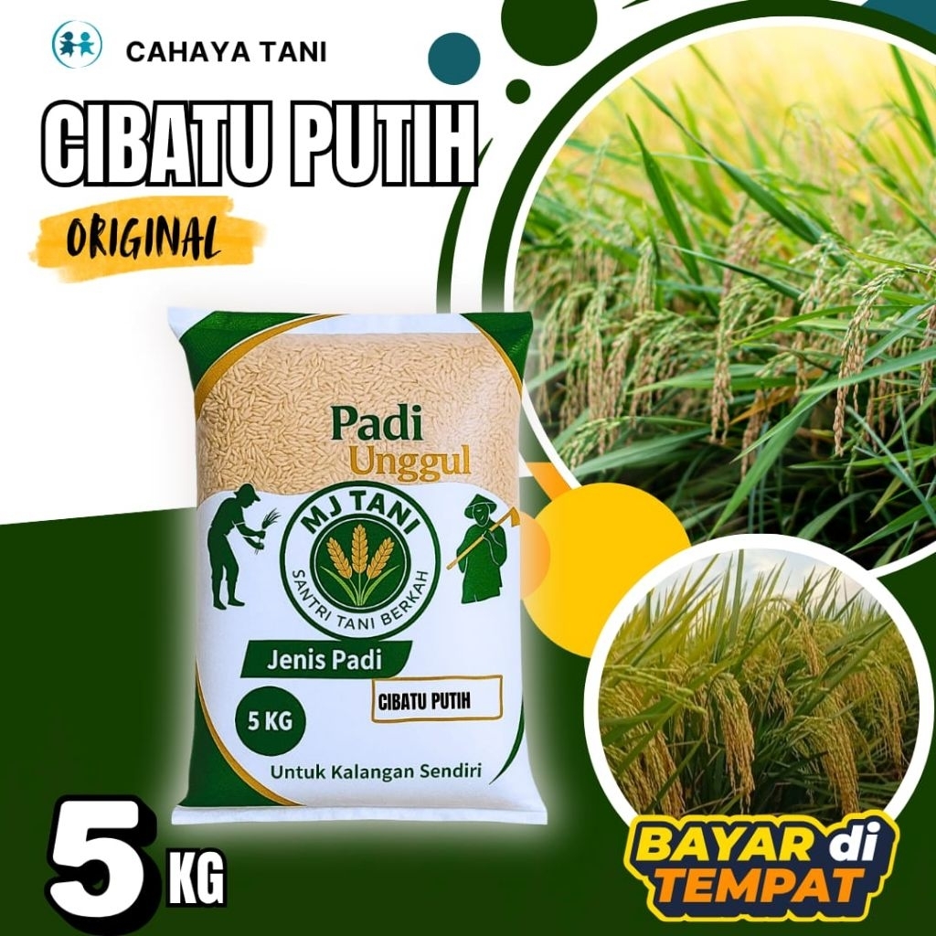 bibit padi unggul CIBATU PUTIH
