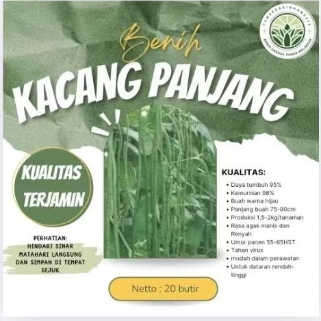 Benih Super kacang panjang