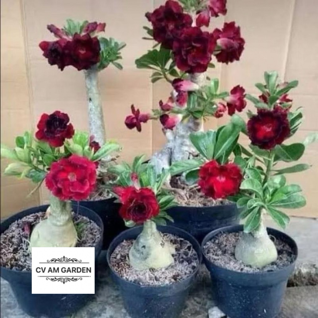ADENIUM KAMBOJA JEPANG BUNGA TUMPUK//MERAH MAROON